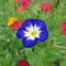 Img-9042-wildblumenbeet-blaue-prunkwinde