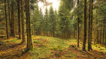 Lichtung im Thüringer Wald, Rennsteig by Klaus Tetzner