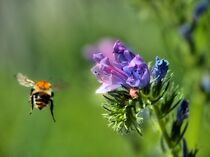 Bienenabflug von Edgar Schermaul