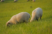 grasende Schafe auf dem Deich by babetts-bildergalerie