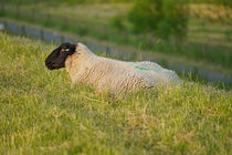 liegendes Schaf auf dem Deich by babetts-bildergalerie