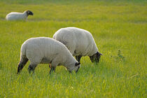 grasende Schafe auf dem Deich von babetts-bildergalerie