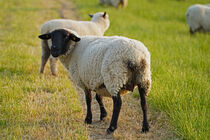 neugieriges Schaf auf dem Deich von babetts-bildergalerie