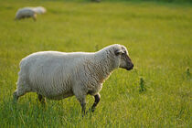 Schaf auf dem Deich by babetts-bildergalerie