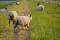 Schafe auf dem Deich von babetts-bildergalerie