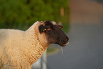 Schaf auf dem Deich by babetts-bildergalerie