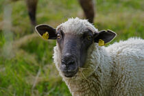 Schaf auf dem Deich von babetts-bildergalerie