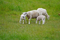 Schaf und mehrfarbige Lämmer auf dem Deich by babetts-bildergalerie