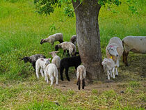 Schaf und mehrfarbige Lämmer unter einem Baum auf der Wiese by babetts-bildergalerie