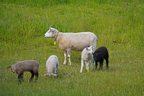 Schaf und mehrfarbige Lämmer auf dem Deich von babetts-bildergalerie