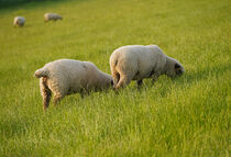 grasende Schafe auf dem Deich von babetts-bildergalerie