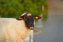Schaf auf dem Deich von babetts-bildergalerie