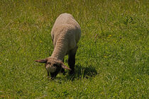 grasendes Lamm auf dem Deich by babetts-bildergalerie