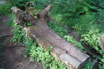 liegender Baumstamm im Gras by babetts-bildergalerie