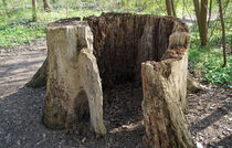 hohler Baumstumpf im Park von babetts-bildergalerie