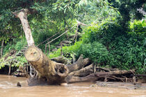 abgestorbener Baumstamm am Fluss in Thailand by babetts-bildergalerie