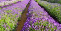 Lavendelfeld in England by babetts-bildergalerie