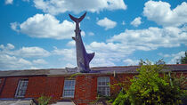 Headlington Shark in Oxford  by babetts-bildergalerie