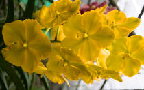 gelbe Orchidee in Thailand von babetts-bildergalerie
