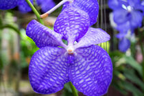 blaue Orchidee in Thailand by babetts-bildergalerie