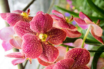 rosa Orchidee in Thailand by babetts-bildergalerie