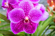 pinke Orchidee in Thailand by babetts-bildergalerie