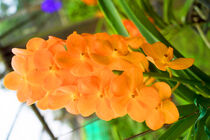 gelbe Orchidee in Thailand von babetts-bildergalerie
