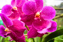 pinke Orchidee in Thailand von babetts-bildergalerie