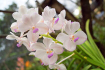 weiße Orchidee in Thailand by babetts-bildergalerie