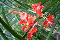 rote Orchidee in Thailand von babetts-bildergalerie