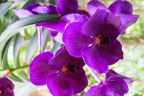 lila Orchidee in Thailand by babetts-bildergalerie