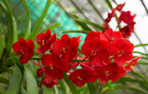rote Orchidee in Thailand by babetts-bildergalerie