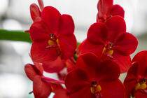 rote Orchidee in Thailand von babetts-bildergalerie