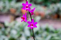kleine lila Orchidee in Thailand by babetts-bildergalerie