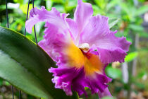 Mehrfarbige Orchidee in Thailand von babetts-bildergalerie