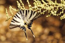 Butterfly by Ralf Koplin