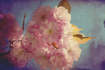 Mandelblüte von Nicole Menke