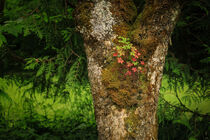 Baumbewuchs mit Ruprechtskraut oder Stinkender Storchschnabel im Lippachtal - Naturpark Obere Donau von Christine Horn