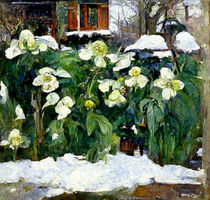 Christrosen im Schnee. Gemalt. Impressionismus. by havelmomente