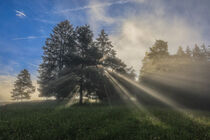 Morgenstimmung mit Sonne und Nebel im Naturschutzgebiet bei Fridingen a. d. Donau - Naturpark Obere Donau von Christine Horn