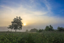 Feldweg mit Sonne und Nebel im Naturschutzgebiet bei Fridingen a. d. Donau - Naturpark Obere Donau von Christine Horn