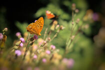 Kaisermantel - Schmetterling auf Distel by Christine Horn