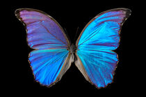 Schmetterling von Barbara Pfannstiel