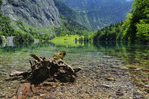 Dead tree root at Obersee by Oliver Boxberg