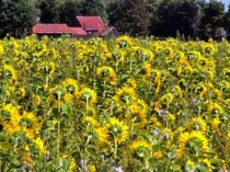 Sonnenblumenfeld mit Bauernhof von Edgar Schermaul