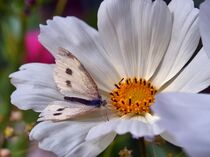 Schmetterling auf Cosmeablüte weiss von Edgar Schermaul