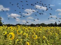 Sonnenblumenfeld mit Vögeln von Edgar Schermaul