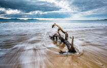 Driftwood by Mike Shields