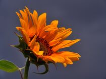 Sonnenblume vor Gewitterhimmel by Edgar Schermaul