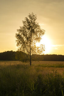Baum im Gegenlicht der Abendsonne von Holger Spieker